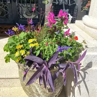potted plant with yellow and pink flowers