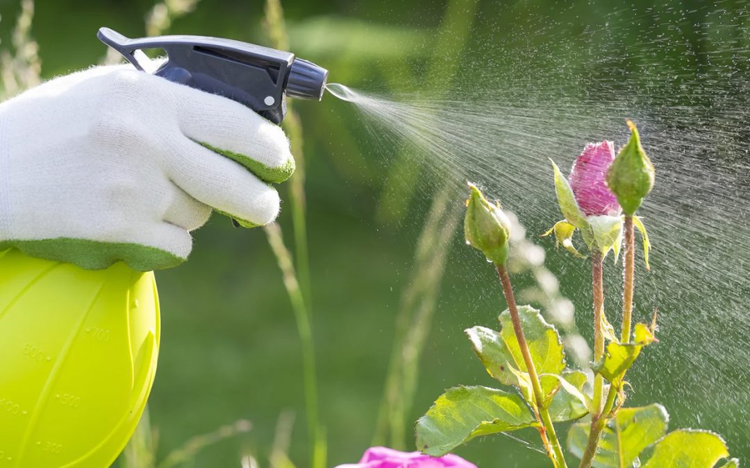 Effective Pest Control for Thriving Container Gardens