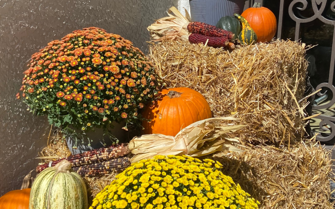 5 Tips on How to Acclimate Your Potted Plants to Fall