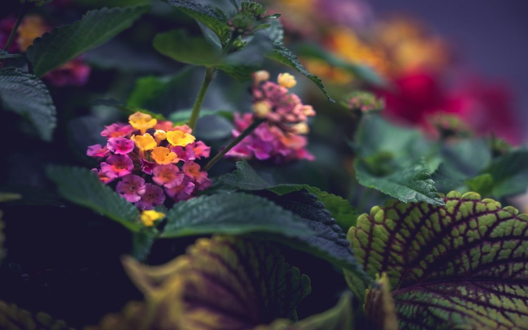 Exploring Stunning Florida Fall Flower Combinations