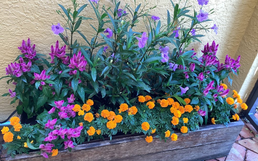 How Container Gardening Services Can Revitalize Your Urban Oasis