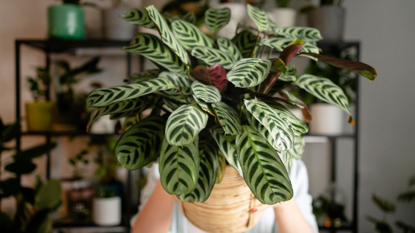 a woman holding a pot containing potted plants