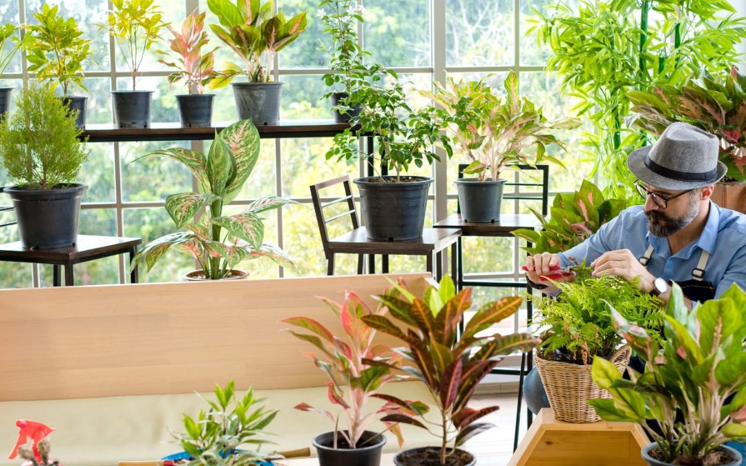 How Potted Plants Transform Indoor Spaces into Sanctuaries
