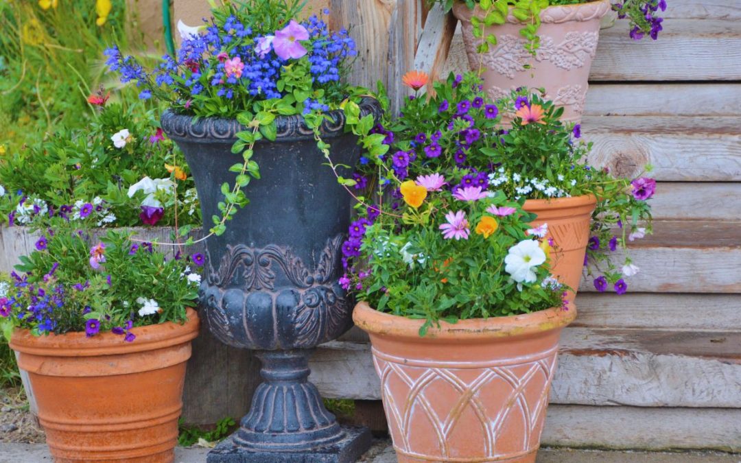 Why Everyone’s Talking About Container Gardening (And Why You’ll Love It Too)
