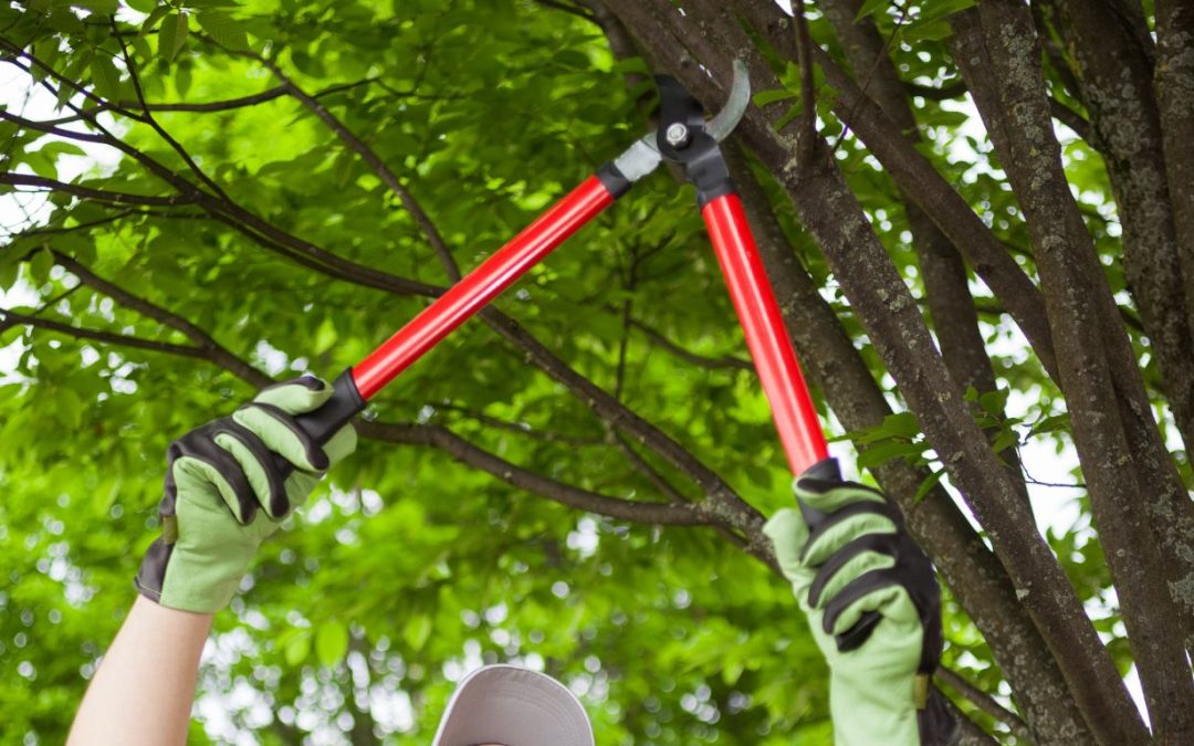 The Benefits of Regular Tree Trimming in Naples You Didn’t Know About