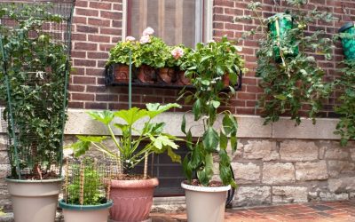 Protecting Paved Courtyard Surfaces with Container Gardening