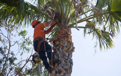 Why Professional Tree Trimming Is Safer Than DIY Tree Cutting