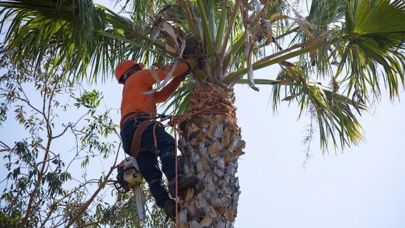 Tree Trimming